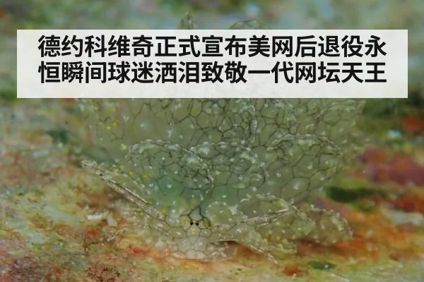 德约科维奇正式宣布美网后退役永恒瞬间球迷洒泪致敬一代网坛天王